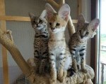 Mačići Savannah i Serval
